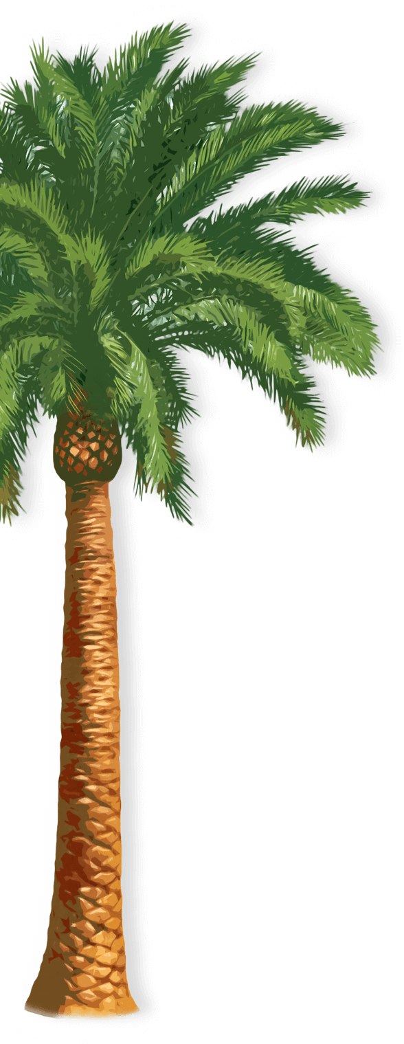 Palm Tree