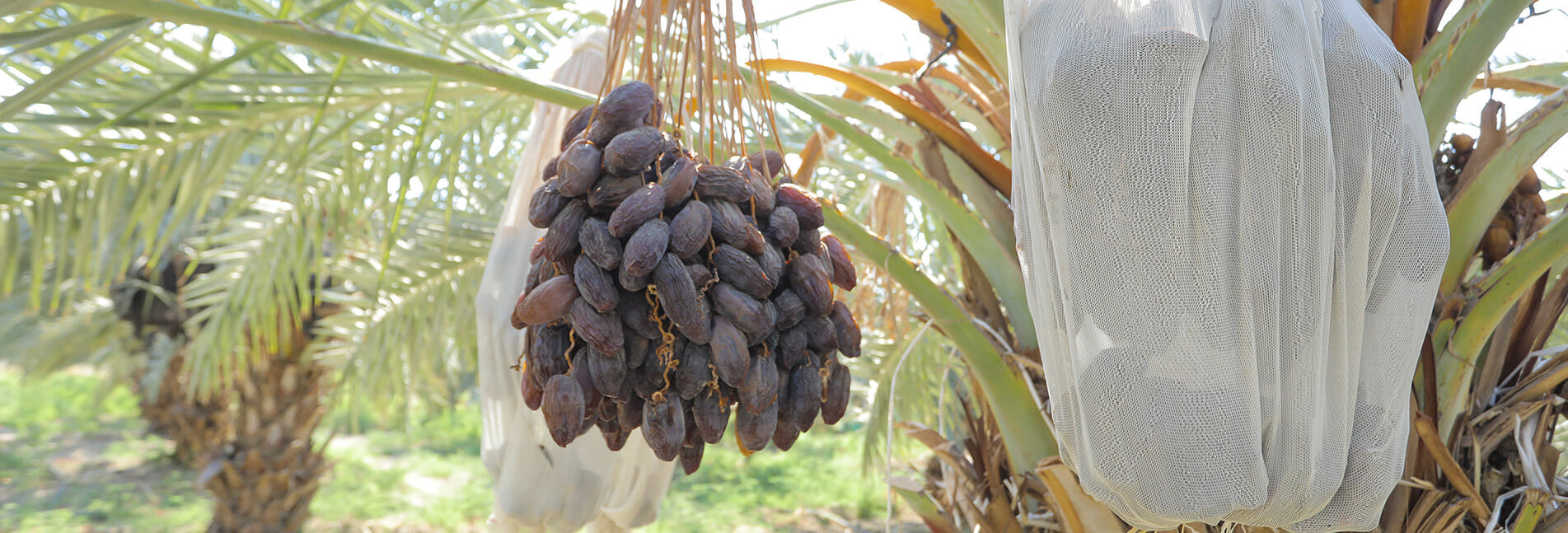 Dates Finest and first class quality of Medjool and Dates